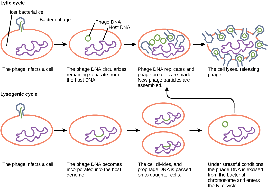 The bacteriophage lytic cycle begins when the phage attaches via a slender stalk to the host cell. Linear DNA from the viral head is injected into the host cell. The phage DNA circularizes, remaining separate from the host DNA. The phage DNA replicates, and new phage proteins are made. New phage particles are assembled. The cell lyses, releasing the phage. The bacteriophage lysogenic cycle begins the same way as the lytic cycle, with phage infecting a host cell. However, the phage DNA becomes incorporated into the host genome. The cell divides, and phage DNA is passed on to daughter cells. Under stressful conditions, the phage DNA is excised from the bacterial chromosome and enters the lytic cycle.