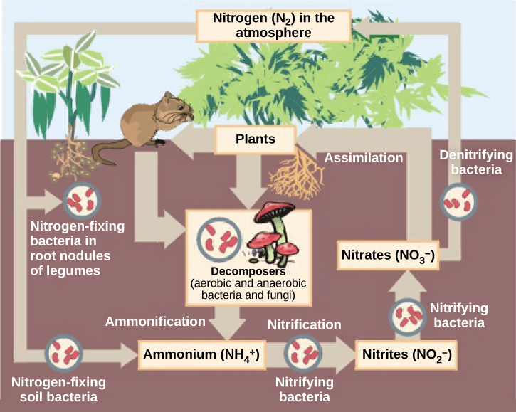 This illustration shows the role of bacteria in the nitrogen cycle. Nitrogen-fixing bacteria in root nodules of legumes convert nitrogen gas, or N2, into organic nitrogen found in plants. Nitrogen-fixing soil bacteria produce ammonium ion, or NH4+. Decomposers, including bacteria and fungi, decompose organic matter, also releasing NH4+. Nitrification is the process by which nitrifying bacteria produce nitrites (NO2-) and nitrates (NO3-). Nitrates are assimilated by plants, then animals, then decomposers. Denitrifying bacteria convert nitrates to nitrogen gas, completing the cycle.