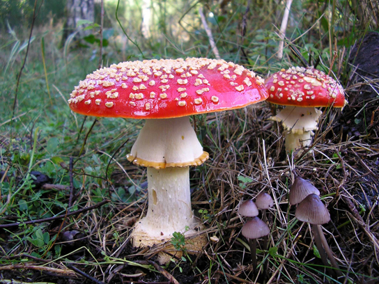  Photo shows two large mushrooms, each with a wide white base and a bright red cap. The caps are dotted with small white protrusions.