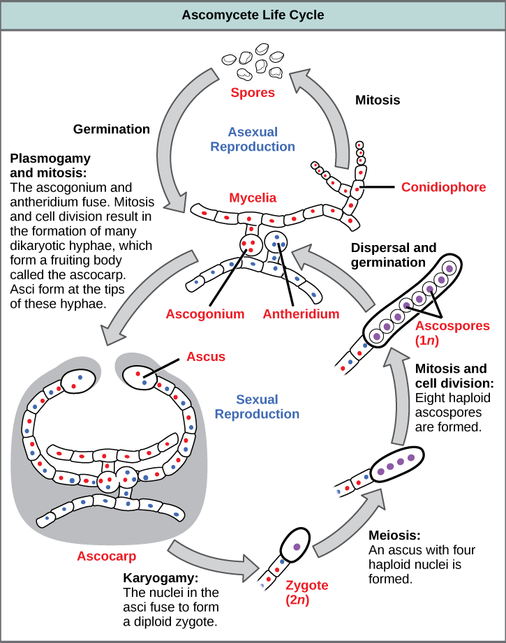  Ascomycetes have both sexual and asexual life cycles. In the asexual life cycle, the haploid (1n) mycelium branches into a chain of cells called the conidiophore. Spores bud from the end of the conidiophore and germinate to form more mycelia. In the sexual life cycle, a round structure called an antheridium buds from the male strain, and a similar structure called the ascogonium buds from the female strain. In a process called plasmogamy, the ascogonium and antheridium fuse to form a cell with multiple haploid nuclei. Mitosis and cell division result in the growth of many hyphae, which form a fruiting body called the ascocarp. The hyphae are dikaryotic, meaning they have two haploid nuclei. Asci form at the tips of these hyphae. In a process called karyogamy, the nuclei in the asci fuse to form a diploid (2n) zygote. The zygote undergoes meiosis without cell division, resulting in an ascus with four 1n nuclei arranged in a row. Each nucleus undergoes mitosis, resulting in eight ascospores, which are also arranged in a row at the tip of the hyphae. Dispersal and germination results in the growth of new mycelia.