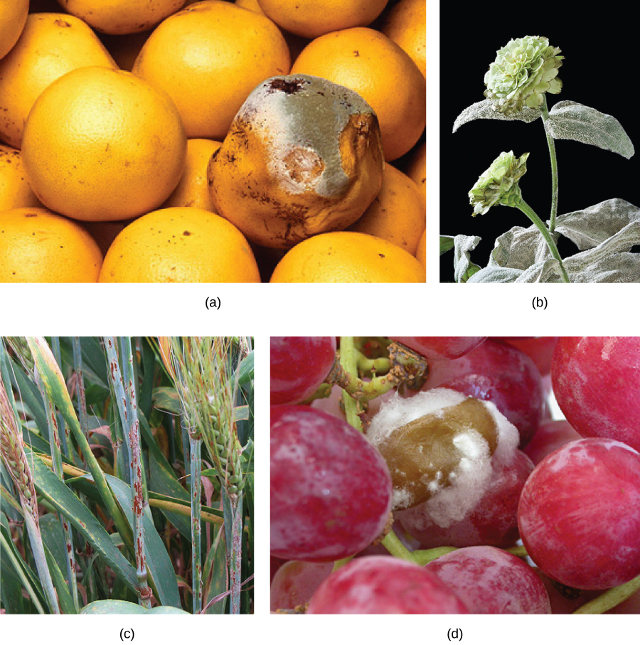 Part A show fungal parasites on grapefruit. Part B show fungal parasites on a zinnia. Part C show fungal parasites on a sheaf of barley. Parts D show fungal parasites on grapes.