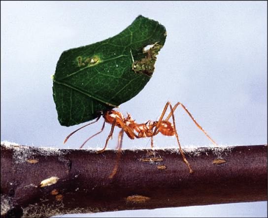  Photo shows an ant carrying a leaf over its head.