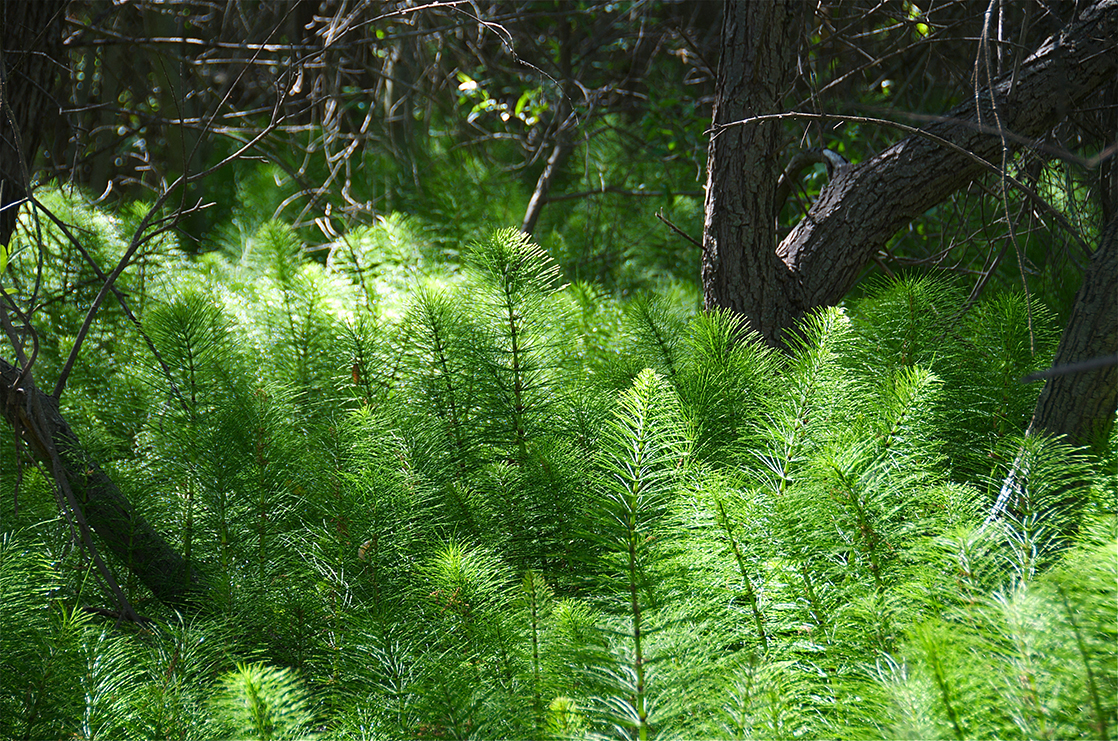  Photo shows a seedless plant growing under a large tree. The seedless plant has a long, slender stalk with thin, filamentous branches radiating out from it. The branches have no leaves.