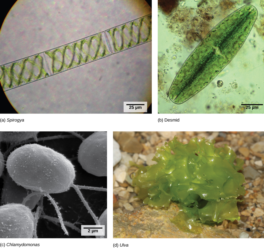 Light micrograph A shows rectangular Spirogyra cells linked in a chain. Light micrograph B shows a oval green desmid cell. Electron micrograph C shows egg-shaped Chlamydomonas cells attached to thin stalks. Photo D shows a colony of Ulva that resembles leaf lettuce.