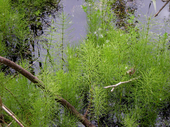  In the photo, bushy horsetail plants grow in water.