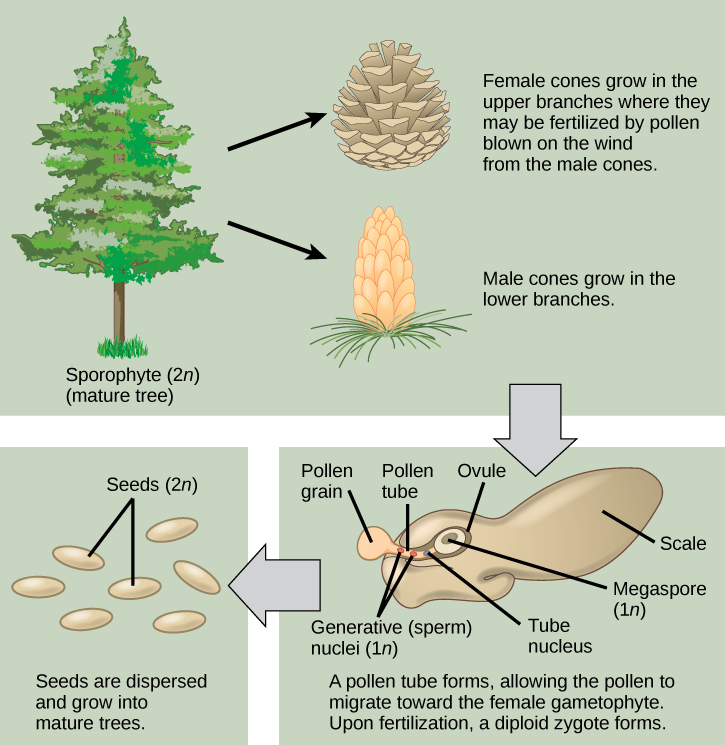 The conifer life cycle begins with a mature tree, which is called a sporophyte and is diploid (2n). The tree produces male cones in the lower branches, and female cones in the upper branches. The male cones produce pollen grains that contain two generative (sperm) nuclei and a tube nucleus. When the pollen lands on a female scale, a pollen tube grows toward the female gametophyte, which consists of an ovule containing the megaspore. Upon fertilization, a diploid zygote forms. The resulting seeds are dispersed, and grow into a mature tree, ending the cycle.