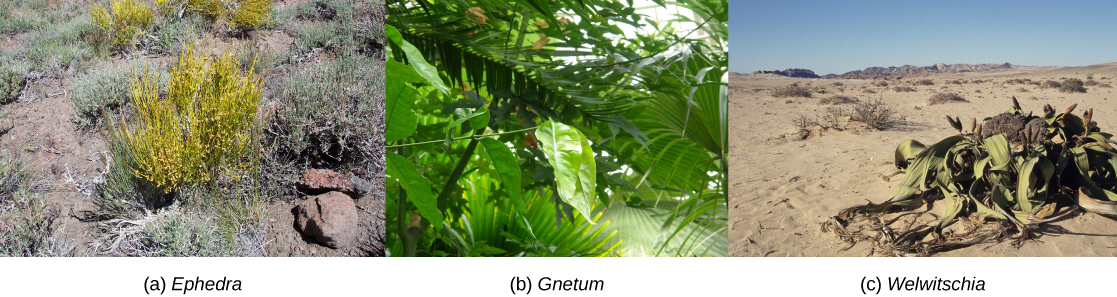  Photo A shows Mormon tea, a short, scrubby plant with yellow branches radiating out from a central bundle. Photo B shows a plant with large, teardrop-shaped green leaves. Photo C shows a plant with long, flat leaves radiating along the ground from a central part with pink buds.