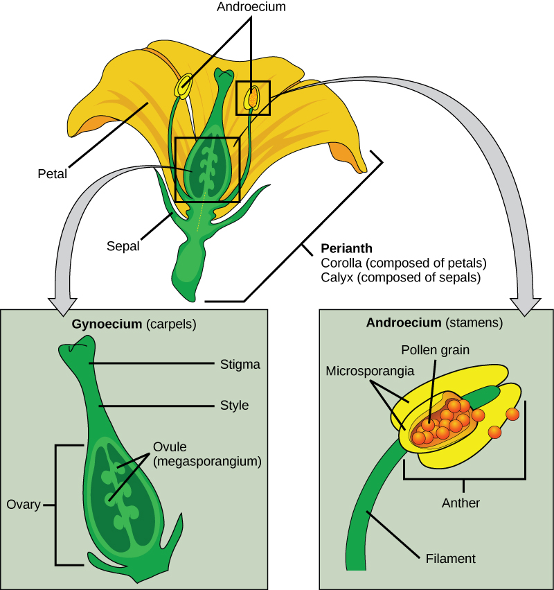 Illustration shows parts of a flower, which is called the perianth. The corolla is composed of petals, and the calyx is composed of sepals. At the center of the perianth is a vase-like structure called the carpel. A flower may have one or more carpels, but the example shown has only one. The narrow neck of the carpel, called the style, widens into a flat stima at the top. The ovary is the wide part of the carpel. Ovules, or megasporangia, are clusters of pods in the middle of the ovary. The androecium is composed of stamens which cluster around the  carpel. The stamen consists a long, stalk-like filament with an anther at the end. The anther shown is tri-lobed. Each lobe, called a microsporangium, is filled with pollen.