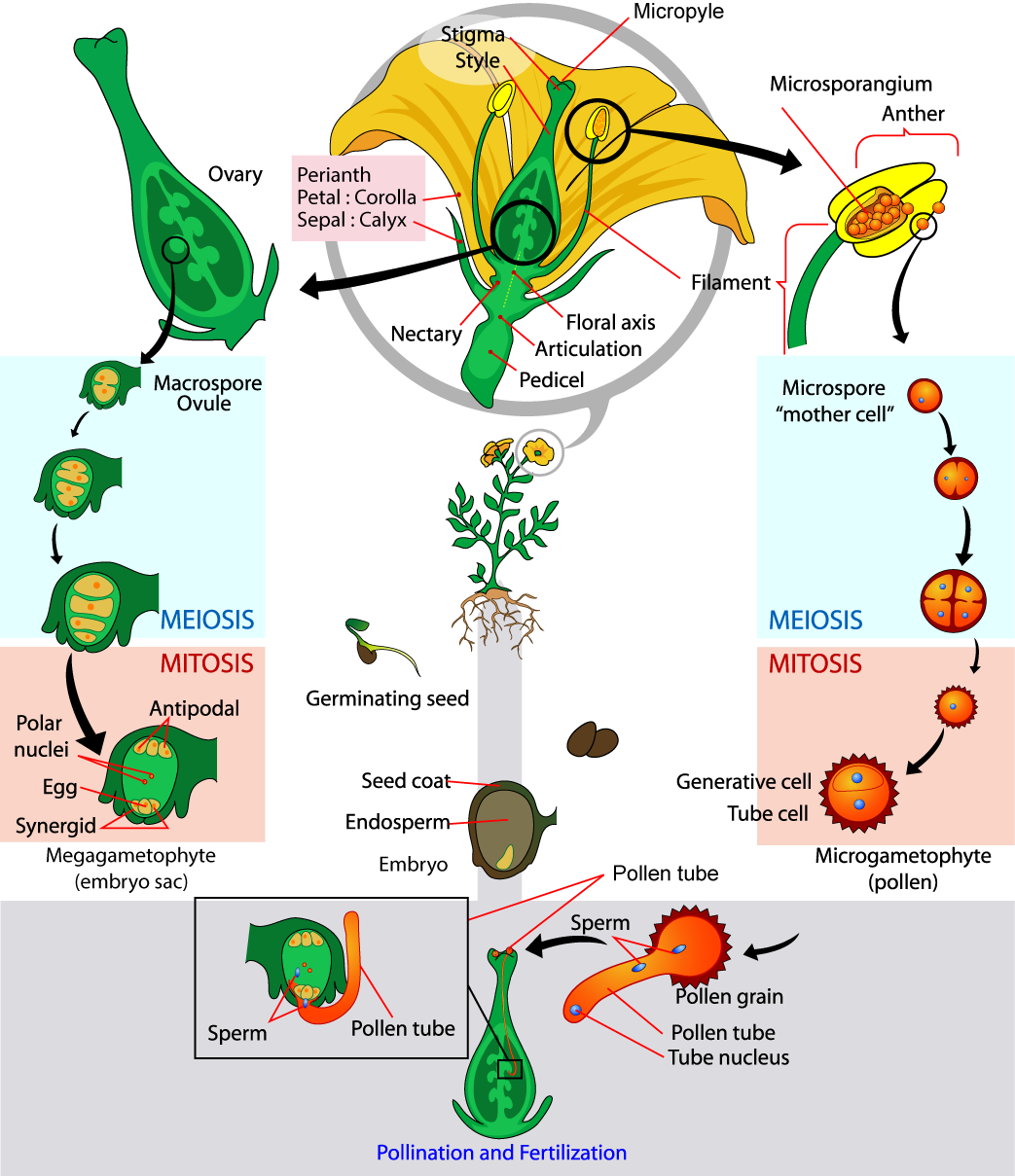  The parts of the flower are shown. The base of the perianth, which includes petals and sepals, is called the flora axis. A narrowing called the articulation separates the floral axis from the lower pedicel, which attached the flower to a stem. Microsporangia are in the anthers. Microspores, or mother cells form inside the microsporangia. The microspore undergoes meiosis, producing four cells, each of which becomes a grain of pollen with a hard coating. The pollen grain undergoes mitosis, producing a generative cell and a tube cell. Macrospores form inside vase-like carpel, in the ovules, which are in the ovaries. The macrospores undergo meiosis, producing four cells. The cells then undergo mitosis, producing three antipodals, two polar nuclei, and egg and two synergids, each with a nucleus. Together, these cells are called the megagametophyte, or embryo sac. Pollination occurs when a pollen grain lands on the stigma, the flat structure at the top of the carpel.  The tube nucleus grows into the long style, to the ovary. There, the generative cell of the sperm fertilizes the egg.