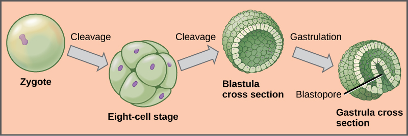 The left part of the illustration shows a single-celled zygote. The initial cleavage, or cell division, results in a ball of cells, called the eight-cell stage. The cells do not grow during cleavage, so the eight-cell stage ball is about the same diameter as the zygote. Further cleavage results in a hollow ball of cells called a blastula. Upon gastrulation, part of the ball of cells invaginates, forming a cavity called a blastopore.