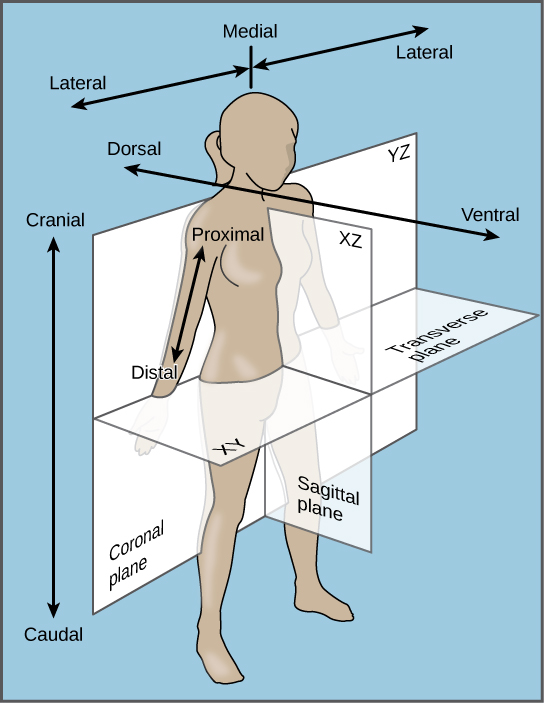 The illustration shows a woman’s body dissected into planes. The coronal plane separates the front from the back. The front of the body is the ventral side, and the back of the body is the dorsal side. The upper body is defined as cranial, and the lower body is defined as caudal.  The sagittal plane dissects the body from side to side. The medial line goes through the center of the body. The areas to the left and right of the medial line are defined as lateral. Parts of the body close to the medial line are proximal, and those further away are distal.