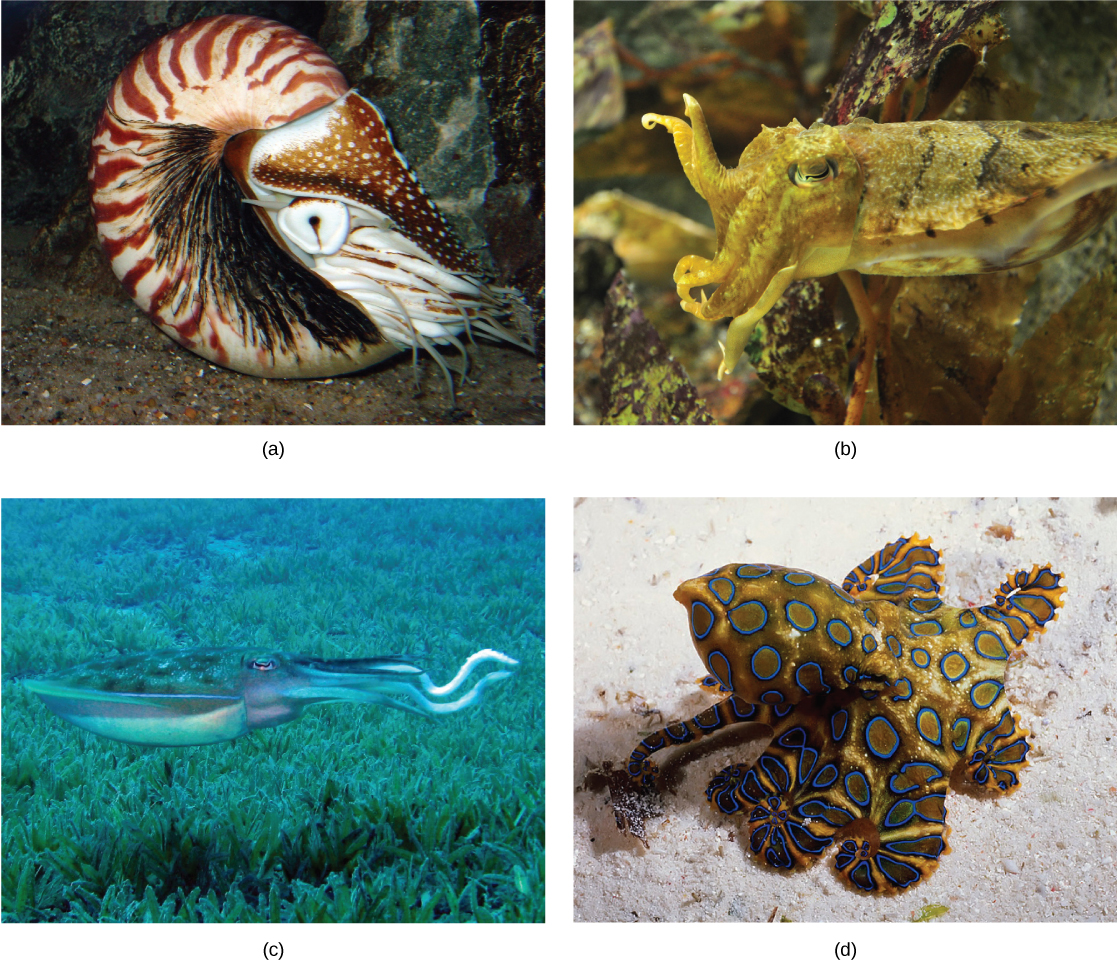 Part a shows a nautilus with a coiled, brown-and-white striped shell. Tentacles stick out from the front end. Part b shows a cuttlefish wish a squat body and short tentacles that blends into its surroundings. Part c shows a reef squid with an eye located behind its long beak. Long, thick tentacles project back from the body. Part d shows an octopus with bright blue rings all over its body.