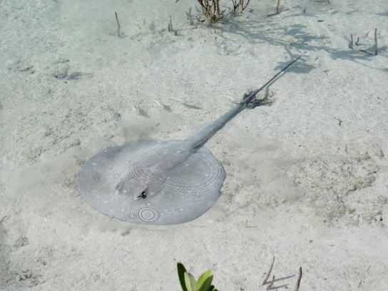 The photo shows a stingray with a long, thin body and a circular head, resting on the sandy bottom.