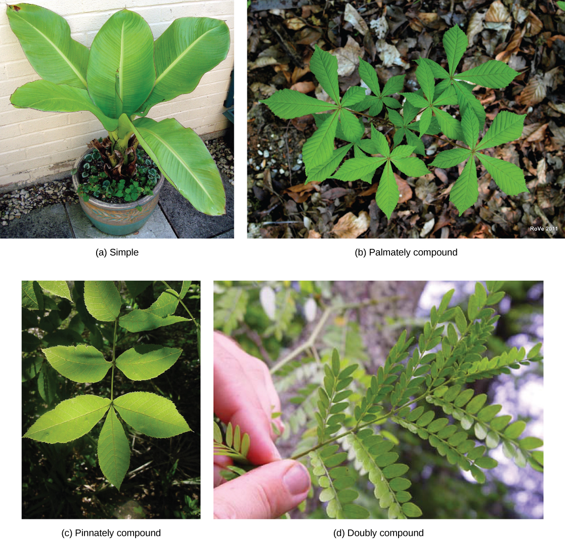 Photo (a) shows the large-leaves of a potted banana plant growing from a single stem; (b) shows a horse chestnut plant, which has five leaves radiating from the petiole as fingers radiate from the palm of a hand; (c) shows a scrub hickory plant with feather-shaped leaves opposing each other along the stem, and a single leaf at the end of the stem. (d) shows a honey locust with five pairs of stem-like veins connected to the midrib. Tiny leaflets grow from the veins.