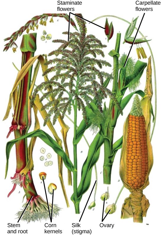  Illustration shows parts of a corn plant. Pistillate flowers are tiny flowers that cluster in strands to form the tassel at the top of the plant. Pollen grains are small, teardrop-shaped structures. Carpellate flowers are clustered in the immature ear, which is covered by leaves. Silk protrudes from the tops of the leaves covering the flower. In the mature ear, the kernels form where the carpellate flowers were located.