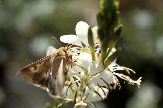  Photo depicts a gray moth drinking nectar from a white flower.