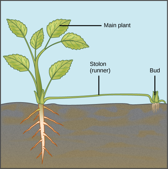  Illustration depicts a mature plant. A runner sprouts from the base of the plant and runs along the ground. A bud and adventitious root system form from the runner.