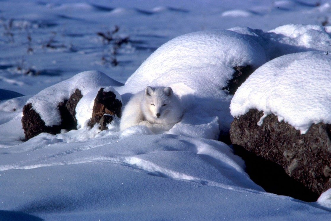 Photo shows a white arctic fox that blends in with the snow.