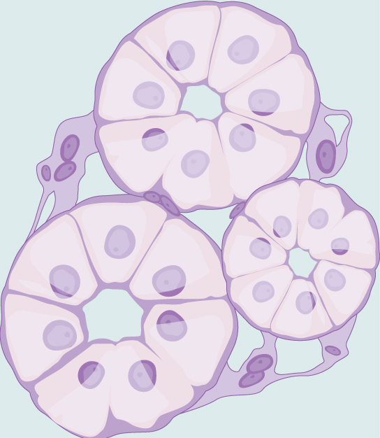 Illustration shows cells, shaped like slices of pie, arranged in a circle. The hub of the circle is empty. Three of these circles of cells cluster together.