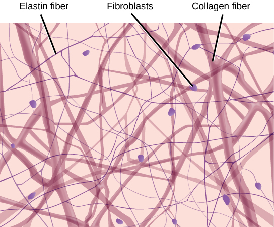 Illustration shows thick collagen fibers and thin elastin fibers loosely woven together in an irregular network. Oval fibroblasts are interspersed among the fibers.