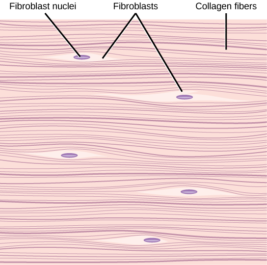 Illustration shows parallel collagen fibers woven tightly together. Interspersed among the collagen fibers are long, thin fibroblasts.