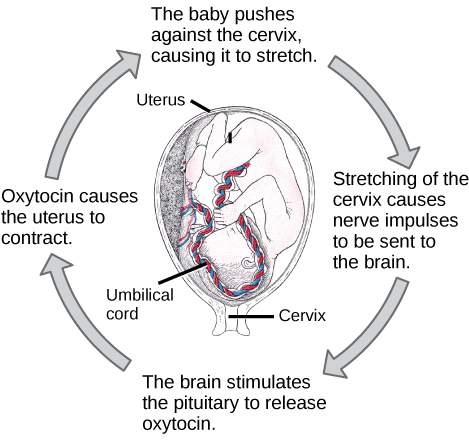 Prior to birth, the baby pushes against the cervix, causing it to stretch. Stretching of the cervix causes nerve impulses to be sent to the brain. As a result, the brain stimulates the pituitary to release oxytocin. Oxytocin causes the uterus to contract. As a result, the baby pushes against the cervix in a positive feedback loop.