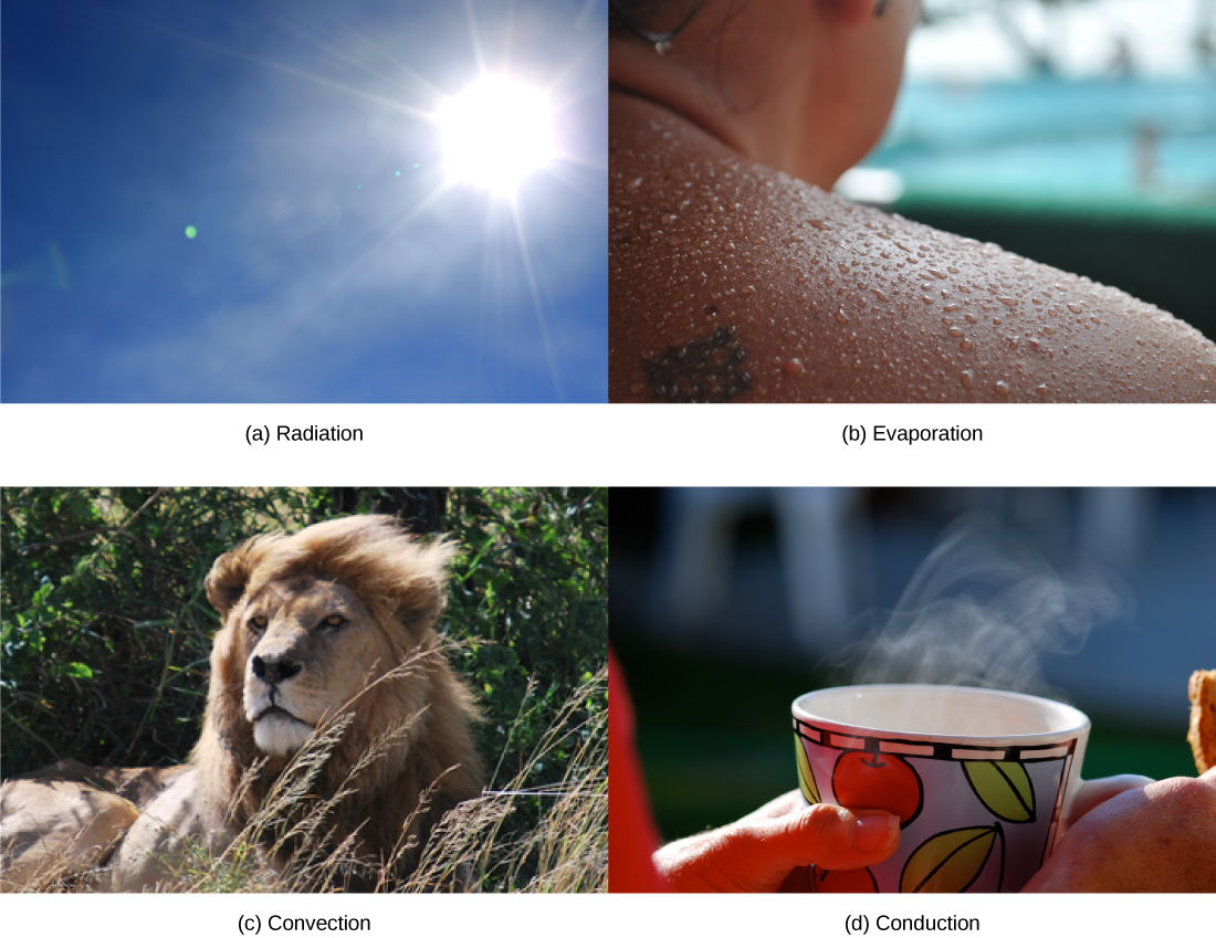 Photo A shows the sun. Photo B shows a sweaty person. Photo C shows a lion with its mane blowing in the wind. Photo D shows a person holding a steaming hot drink.