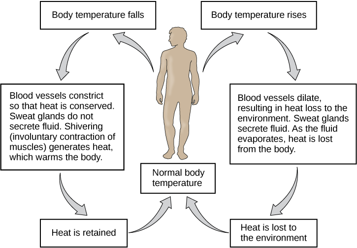 Flow chart shows how normal body temperature is maintained. If the body temperature rises, blood vessels dilate, resulting in loss of heat to the environment. Sweat glands secrete fluid. As this fluid evaporates, heat is lost form the body. As a result, the body temperature falls to normal body temperature. If body temperature falls, blood vessels constrict so that heat is conserved. Sweat glands do not secrete fluid. Shivering (involuntary contraction of muscles) releases heat which warms the body. Heat is retained, and body temperature increases to normal.