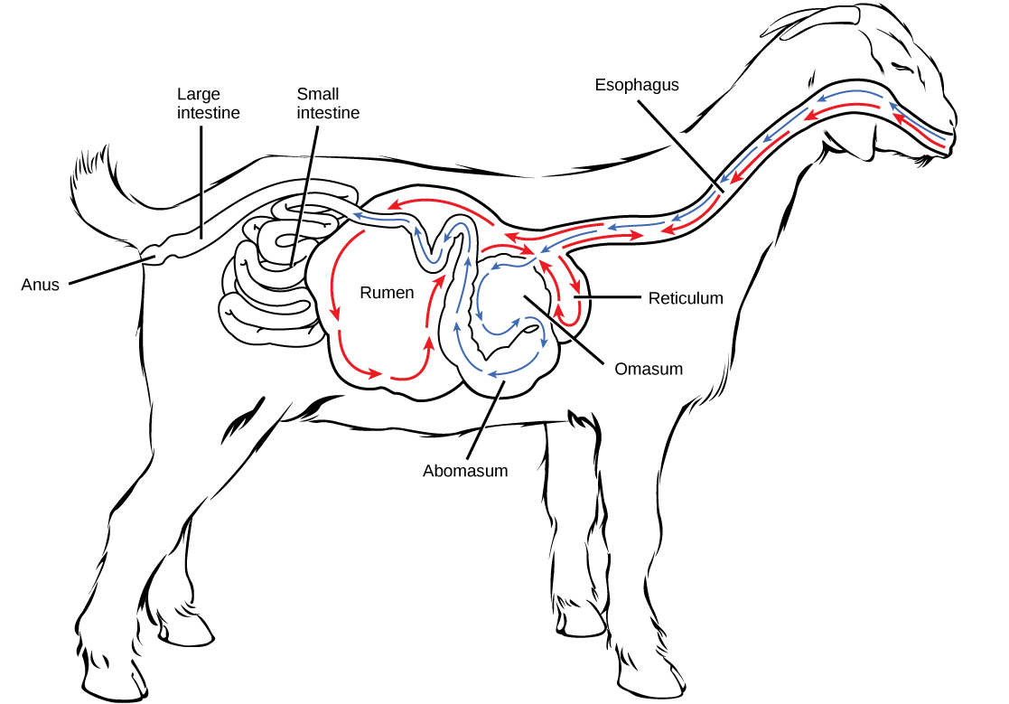Pseudo-ruminants, Digestive systems, By OpenStax (Page 3/47) | Jobilize