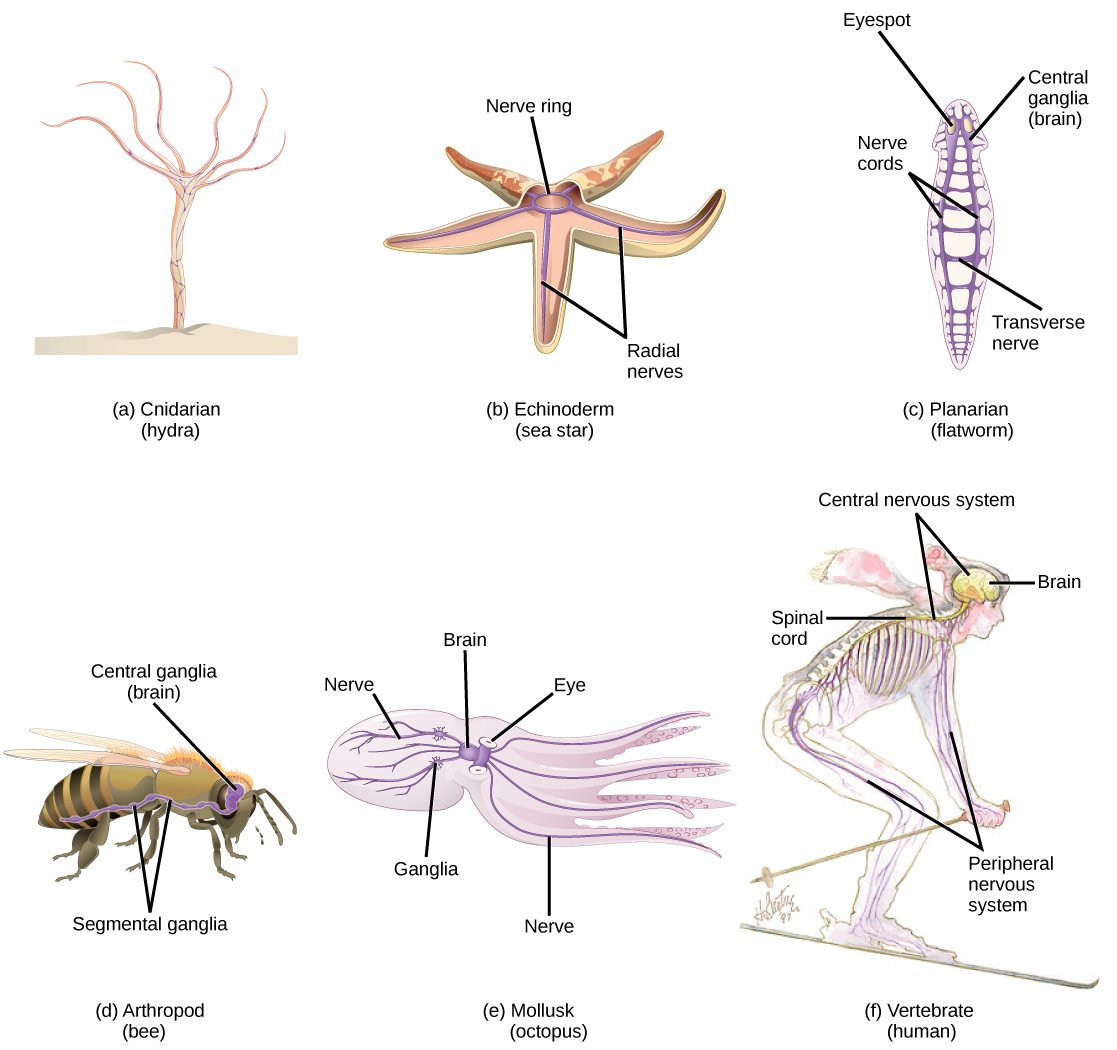 Illustration A shows the nerve net of a hydra, which resembles a fish net surrounding the body. Illustration B shows the nervous system of a sea star. A nerve ring is present in the center of the body. Radiating out from this ring into the five arms are radial nerves. Illustration C shows the nervous system of a planarian, or flatworm. The flatworm has centralized ganglia, or brains, around each eye in the anterior end, and two nerve cords that run along the sides of the body. Transverse nerves connect the nerve cords together. Illustration D shows the nervous system of a bee. The central ganglia, or brain, is located in the head. The ventral nerve cord runs along the lower part of the body. Bumps of nerve cell bodies, called peripheral ganglia, occur periodically along the nerve cord. Illustration E shows the nervous system of the octopus, which consists of a large brain located between the two eyes, and nerves that run into the body and arms. Two large ganglia exist in the nerves located in the body. Illustration F shows the nervous system of a human, which consists of a central nervous system composed of the brain and spinal cord, and a peripheral nervous system composed of the nerves running into the rest of the body.