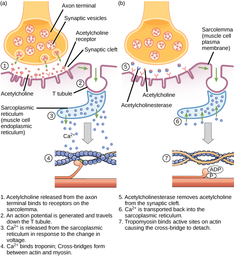 There are four steps in the start of a muscle contraction. Step 1: Acetylcholine released from synaptic vesicles in the axon terminal binds to receptors on the muscle cell plasma membrane. Step 2: An action potential is initiated that travels down the T tubule. Step 3: Calcium ions are released from the sarcoplasmic reticulum in response to the change in voltage. Step 4: Calcium ions bind to troponin, exposing active sites on actin. Cross-bridge formation occurs and muscles contract. Three additional steps are part of the end of a muscle contraction. Step 5: Acetylcholine is removed from the synaptic cleft by acetylcholinesterase. Step 6: Calcium ions are transported back into the sarcoplasmic reticulum. Step 7: Tropomyosin covers active sites on actin preventing cross-bridge formation, so the muscle contraction ends.