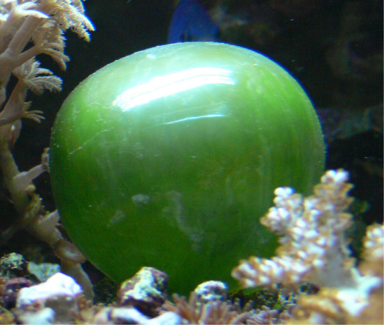 The photo shows a round, green cell with a smooth, shiny surface. The cell resembles a balloon.