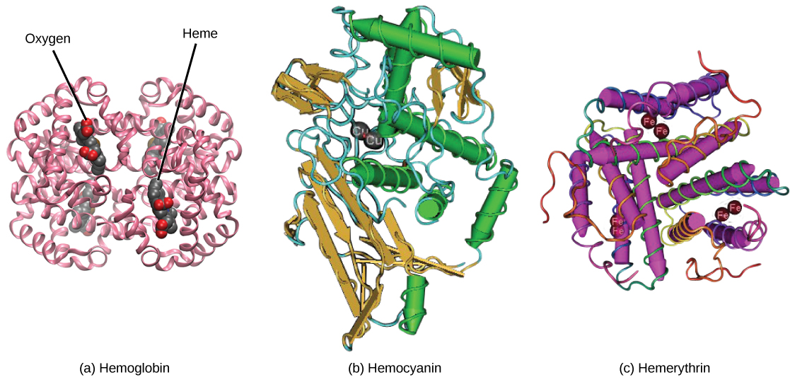 Molecular model A shows the structure of hemoglobin, which is made up of four protein subunits, each of which is coiled into helices. Left right, bottom and top parts of the molecule are symmetrical. Four small heme groups are associated with hemoglobin. Oxygen is bound to the heme. Molecular model B shows the structure of hemocyanin, a protein made up of coiled helices and ribbon-like sheets. Two copper ions are associated with the protein. Molecular model C shows the structure of hemerythrin, a protein made of coiled helices with four iron ions associated with it.