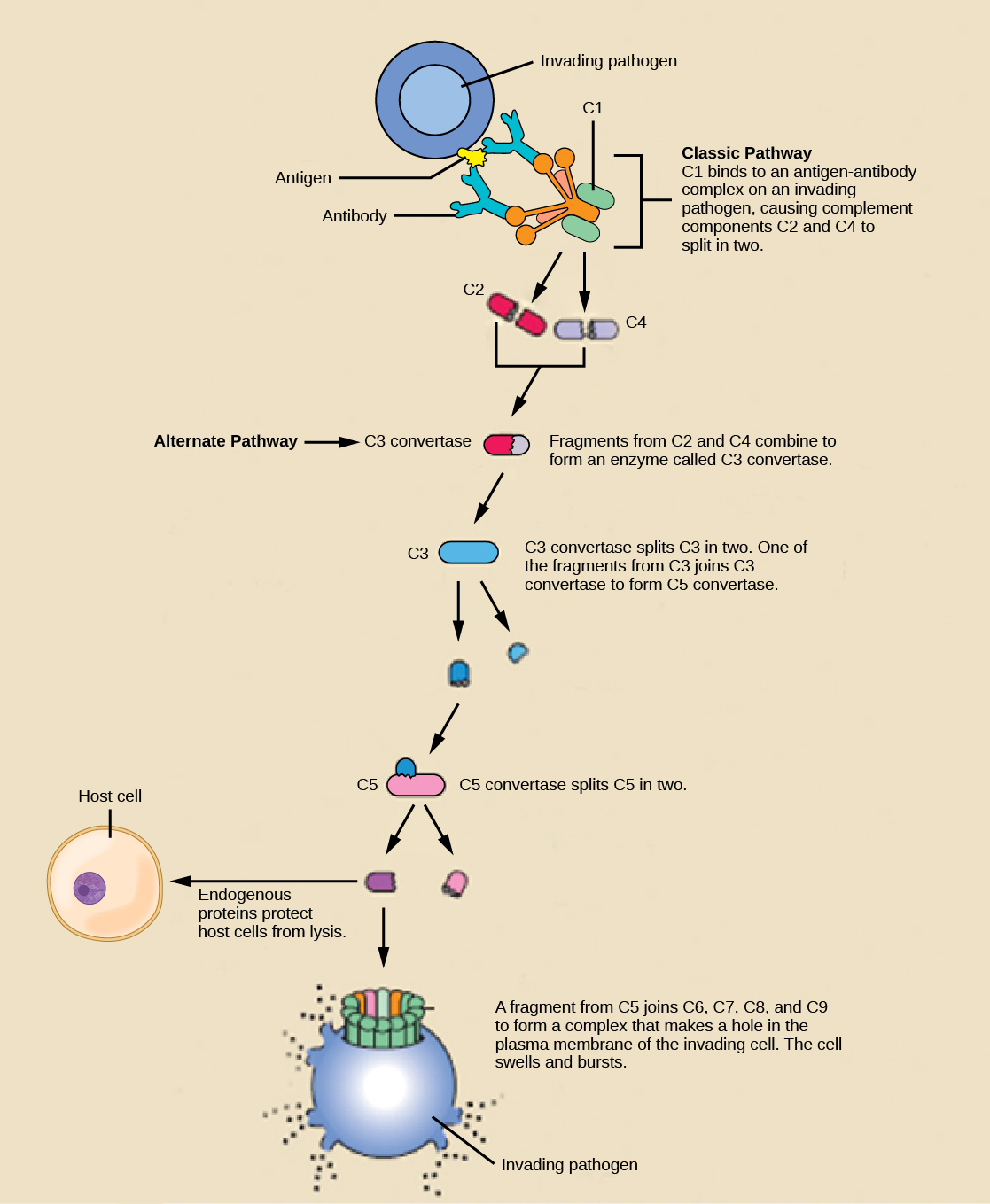 Illustration shows an invading pathogen with an antigen on its surface. In the classic pathway for complement activation, host antibodies bind the antigen, and C1 binds the antibody. The C1-antibody complex causes C2 and C4 each to split in two. Fragments from C2 and C4 each joins together to form an enzyme called C3 convertase. C3convertase splits C3 in two. One of the fragments from C3 joins C3 convertase to form C5 convertase. C5 convertase splits C5 in two. A fragment from C5 joins C6, C7, C8, and C9 to form a complex that makes a hole in the plasma membrane for the invading cell. The cell swells and bursts. In the alternative pathway, C3 convertase spontaneously splits C3 in two and the rest of the pathway proceeds the same as the classic pathway. Host cells are protected from complement by the presence of endogenous proteins.