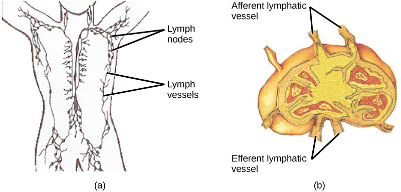 Part A shows the location of the lymph nodes and lymph vessels in the human body. Lymph vessels run down the spine and along the sides of the body and into the arms and legs and neck. Lymph nodes are clustered in the upper arms and legs, and in the lower back. Part B shows a lymph node, which is kidney shaped. Afferent lymphatic vessels are located along the outer curve, and efferent vessels are located along the inner curve.