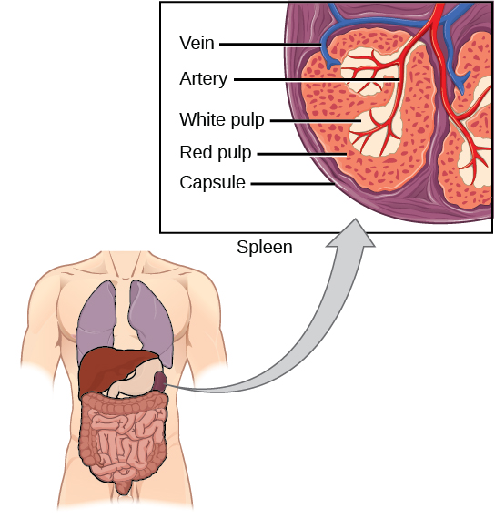 Illustration shows a cross section of a part of a spleen, which is located the upper left part of the abdomen. The spleen is divided into oval quadrants. At the center of these quadrants is white pulp, and at the periphery is red pulp. Arteries extend into the white pulp. Veins connect to the red pulp. The spleen is surrounded by a membrane called a capsule.