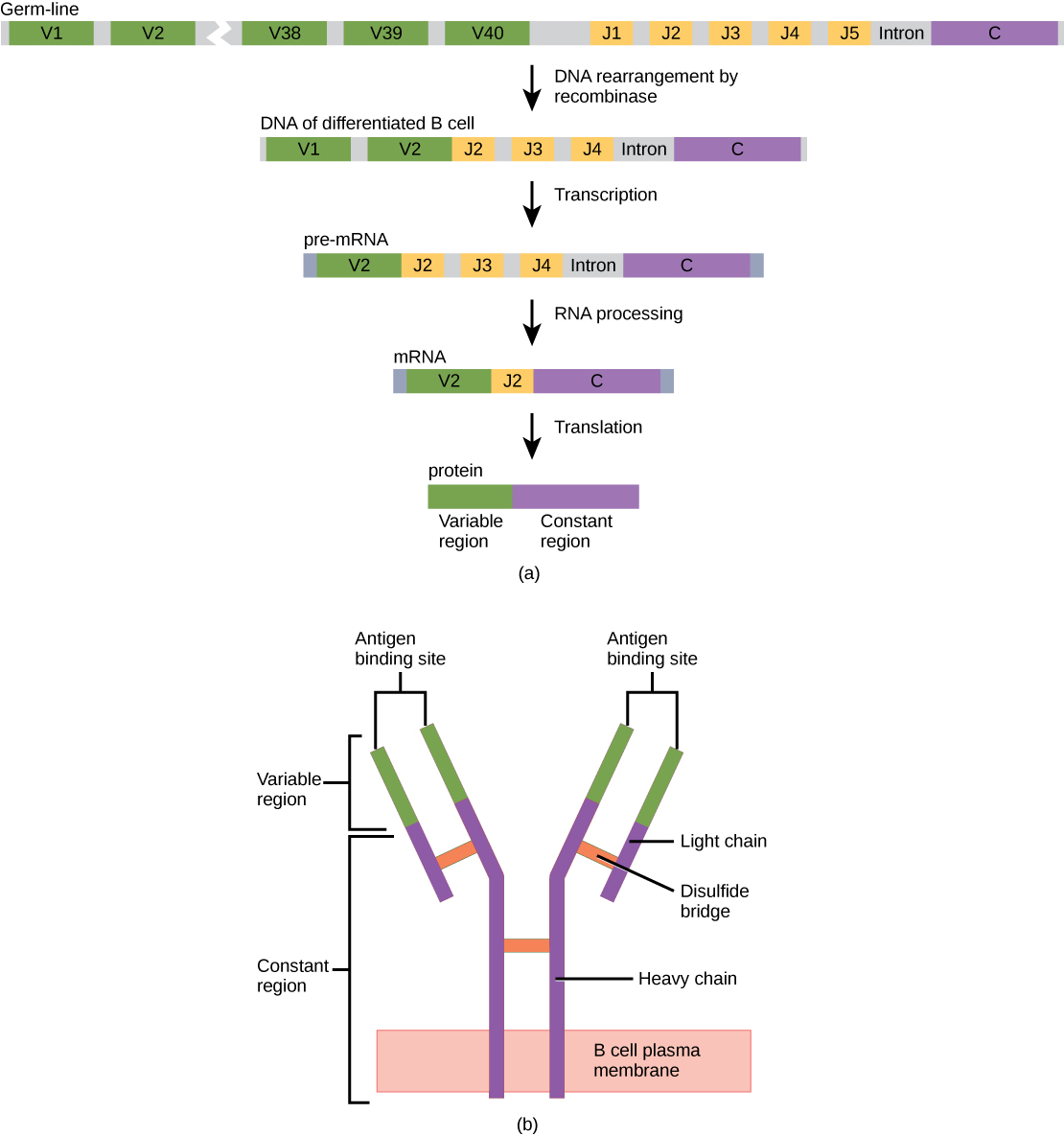 Part A shows the arrangement of gene segments encoding antibody light chains in a germ-line B cell. The segment contains forty consecutive V regions, named V1 through V 40, five consecutive J regions named J1 through J5, and a constant region. J5 and the constant region are separated by an intron. DNA recombinase splices out the portion of DNA containing segments V3 through J1, resulting in a differentiated B cell. The gene is transcribed into pre-RNA. RNA processing splices out all but the V2, J2 and C regions. Translation results in a protein with a variable region formed from the V2 and J2 segments, and a constant region formed from the C region. The light chain joins the heavy chain to form a Y-shaped antibody.