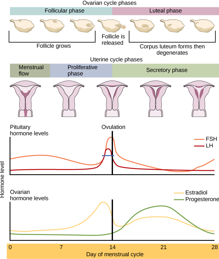 The menstrual cycle encompasses both an ovarian cycle and a uterine cycle. The uterine cycle is divided into menstrual flow, the proliferative phase and the secretory phase. The ovarian cycle is separated into follicular and luteal phases. At day zero the uterine cycle enters the menstrual phase and the ovarian cycle enters the follicular phase. Menstruation begins, and the follicle inside the uterus begins to grow. The level of the pituitary hormone FSH rises slightly, while LH levels remain low. The levels of ovarian hormones estradiol and progesterone remain low. After menses the uterine cycle enters the proliferative phase and the follicle continues to grow. The level of the ovarian hormone estradiol begins to rapidly rise. Toward the end of the proliferative phase, levels of the pituitary hormones FSH and LH rise as well. Around day fourteen, just after the levels of estrogen, progesterone and estradiol reach their peak, ovulation occurs. The follicle ruptures, releasing the oocyte. The ovarian cycle enters the luteal phase. The follicle grows into a corpus luteum and then degenerates. The uterus enters the secretory phase. Progesterone levels increase and estradiol levels, which had dropped after ovulation, increase as well. Toward the end of the secretory phase estrogen and progesterone levels decrease, reaching their baseline levels around day 28. At this point menstruation begins.