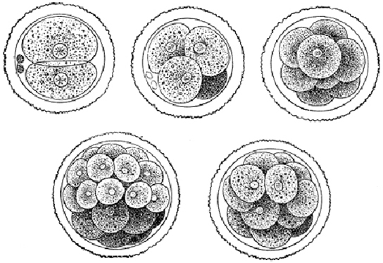 Part A illustration shows a fertilized egg divided into two, four, eight, sixteen and thirty-two cells. Part B shows a hollow ball of cells. The cells on the surface are called the blastoderm, and the hollow center is called the blastocoel.