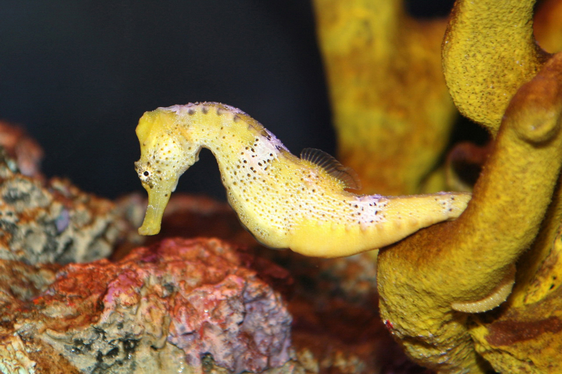 Photo shows a yellow seahorse with its tail curled around a fragment of coral.