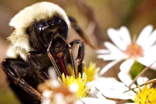 Photos A and B show virtually identical looking insects.