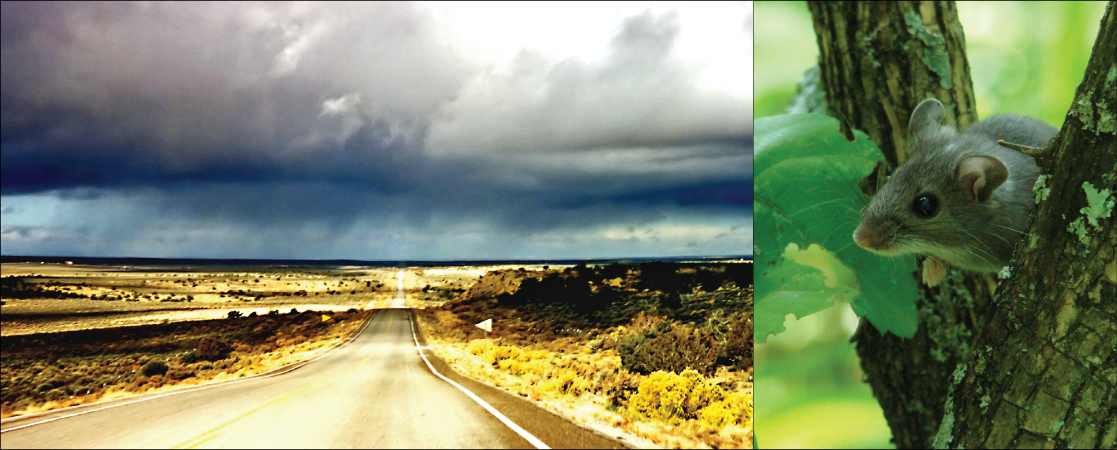 Left photo shows a long, straight highway in the middle of a desert. Right photo shows a mouse.