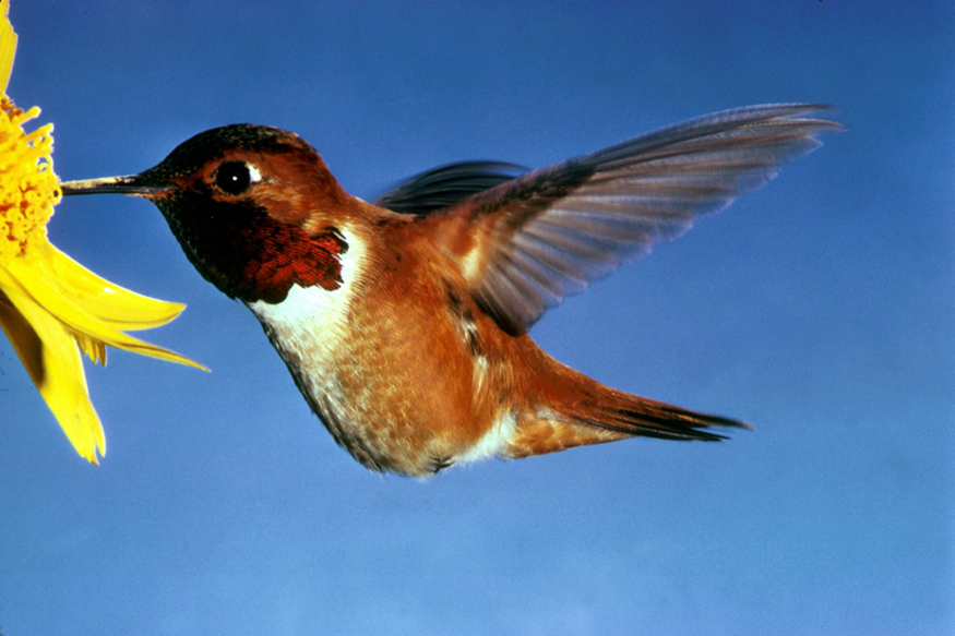 In the photograph, details of the fast beating wings of the hummingbird taking nectar from a flower have been caught in focus, instead of the blur that our eyes would see in real time.