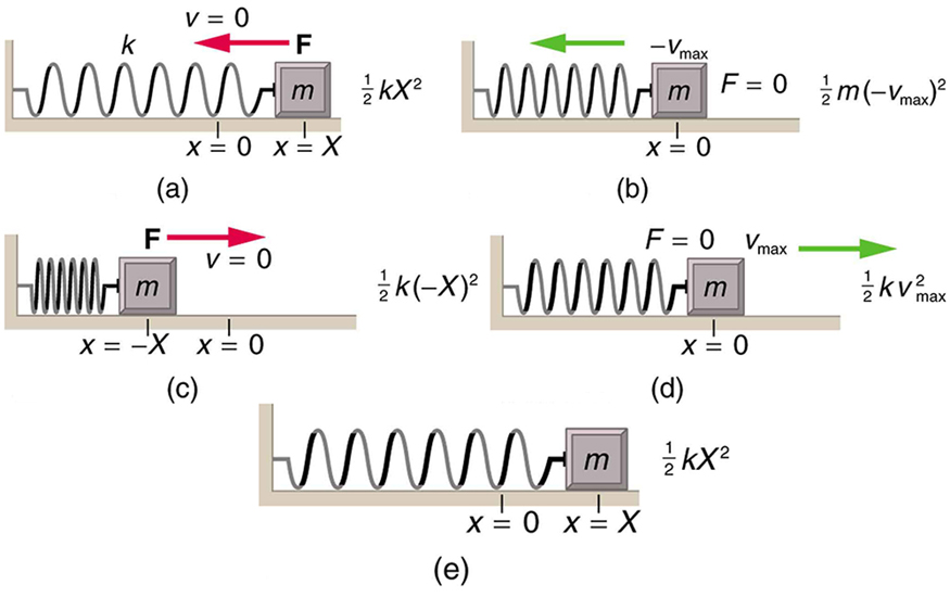  The given figure (a) shows a spring on a frictionless surface attached to a bar or wall from the left side and on the right side of the spring, there is an object attached with mass m. Its amplitude is given by X, and X is equal to zero at the equilibrium level. Force F is applied to it from the right side, represented by a red arrow pointing toward the left and velocity v is equal to zero. An arrow showing the direction of force is also given alongside this figure as well as with the other four figures. The energy of the object is half k x squared.           In the given figure (b), after force is applied, the object moves to the left, compressing the spring slightly. The displacement of the object from its initial position is indicated by dots. The force F, here is equal to zero and velocity v, is maximum in the negative direction or the left. The energy of the object in this case is half m times negative v-max whole squared.           In the given figure (c), the spring has been compressed the maximum limit, and the amplitude is minus X. Now the force is toward the right, indicated here with a red arrow pointing to the right and the velocity, v, is zero. The energy of the object now is half k times negative x whole squared.           In the given figure (d), the spring is shown released from its compressed position and the object has moved toward the right side to reach the equilibrium level. Here, F is equal to zero, and the velocity, v, is the maximum. The energy of the object becomes half k times v max squared.           In the given figure (e), the spring has been stretched loose to the maximum possible limit and the object has moved to the far right. Now the velocity v, here is equal to zero and the direction of force is toward the left. As shown here, F is equal to zero. The energy of the object in this case is half k times x squared.