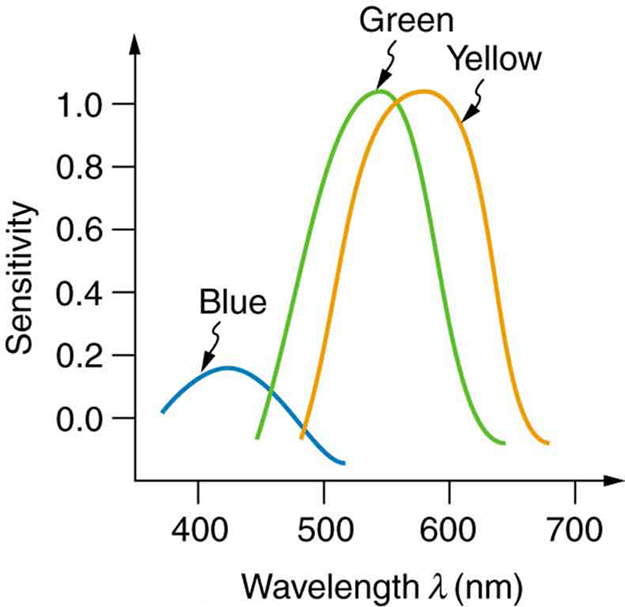 A line graph of sensitivity on y axis and wavelength on x axis is shown. The graph depicts three skewed curves, representing three types of cones and each type is sensitive to different ranges of wavelengths. The range of wavelength is between three hundred and fifty to seven hundred nanometers. For blue range, the curve peaks at four hundred and twenty nanometers and sensitivity is zero point two. For green range, the curve peaks at five hundred and twenty nanometers and the sensitivity is shown to be one point zero. For yellow range, the curve peaks at five hundred and ninety nanometers and sensitivity is at one point zero.