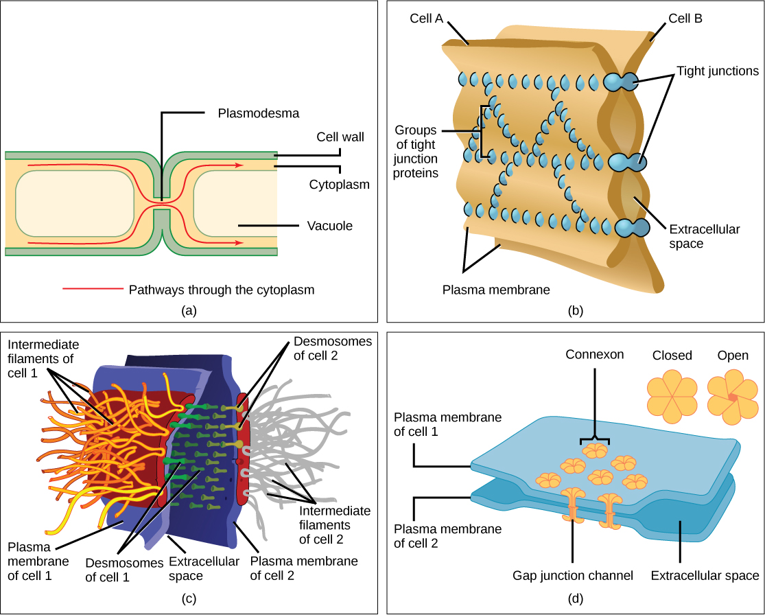 Part a shows two plant cells side-by-side. A channel, or plasmodesma, in the cell wall allows fluid and small molecules to pass from the cytoplasm of one cell to the cytoplasm of another. Part b shows two cell membranes joined together by a matrix of tight junctions. Part c shows two cells fused together by a desmosome. Cadherins extend out from each cell and join the two cells together. Intermediate filaments connect to cadherins on the inside of the cell. Part d shows two cells joined together with protein pores called gap junctions that allow water and small molecules to pass through.