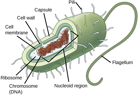 In this illustration, the prokaryotic cell has an oval shape. The circular chromosome is concentrated in a region called the nucleoid. The fluid inside the cell is called the cytoplasm. Ribosomes, depicted as small dots, float in the cytoplasm. The cytoplasm is encased by a plasma membrane, which in turn is encased by a cell wall. A capsule surrounds the cell wall. The bacterium depicted has a flagellum protruding from one narrow end. Pili are small protrusions that project from the capsule in all directions.