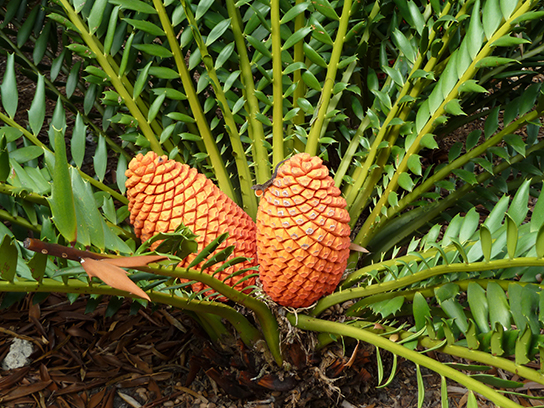  Photo shows a cycad with leaves resembling those of a palm tree. The compound leaves radiate out from a central trunk. Two large orange cones are in the center.