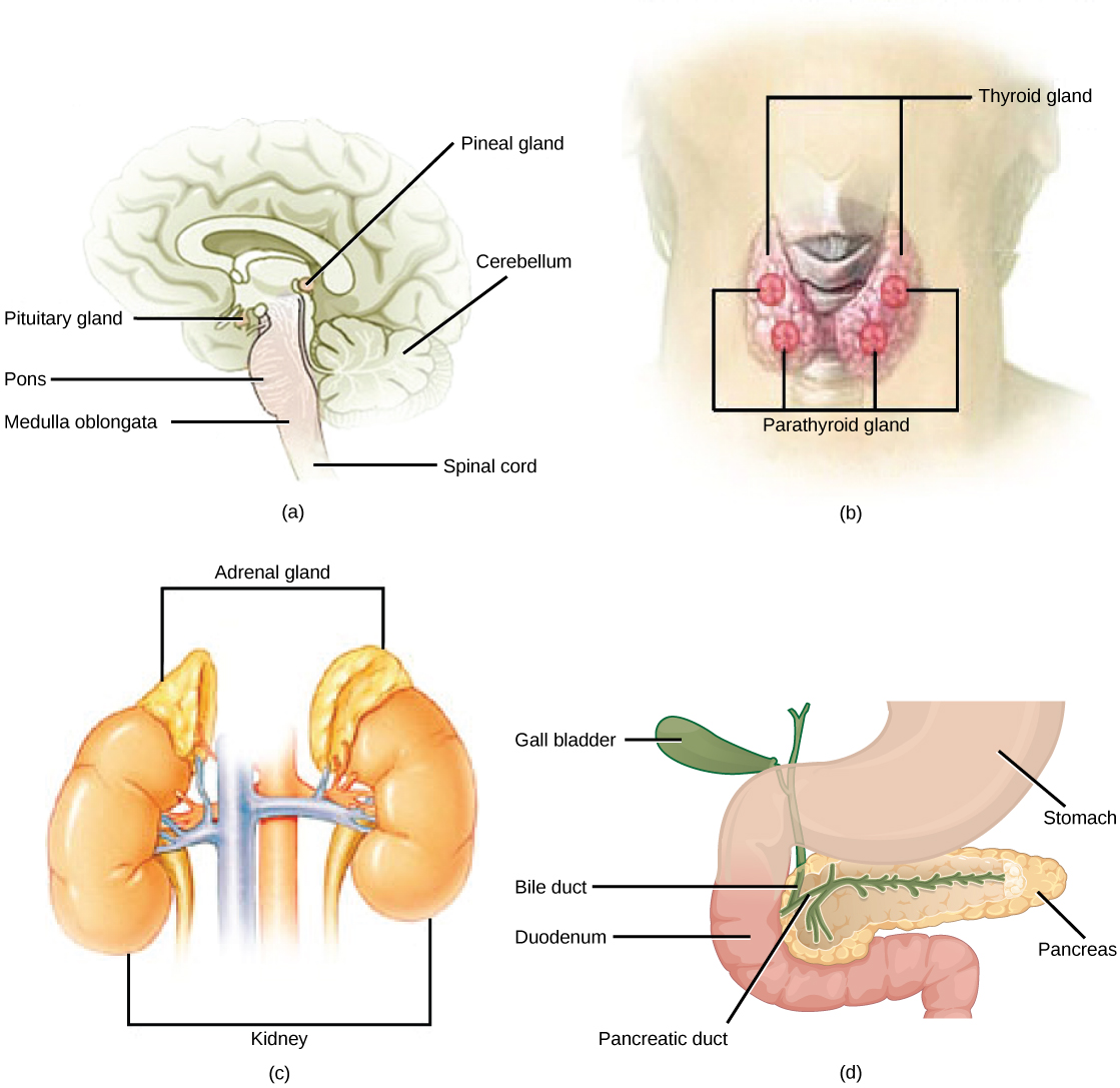 The pituitary gland, shown in figure A, sits at the base of the brain, just above the brain stem. It is lobe-shaped and hangs down from the hypothalamus, to which it is connected to via a narrow stalk. The anterior part of the pituitary is toward the front, and the posterior end is toward the back. The parathyroid glands, shown in figure B, are round structures located on the surface of the right and left lobes of the thyroid gland. In the illustration shown, there are two parathyroid glands on each side, and one is located above the other.  Shown in figure C, the adrenal glands are lumpy, irregular structures located on top of the kidneys.  Figure D shows the pancreas. It is a flattened, elongated lumpy organ, narrower at one end; and is tucked between the stomach and intestine.