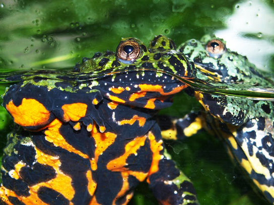  Photo shows a side view of a toad in an aquarium floating in the water: the belly is bright orange and black and its back and head are green and black.